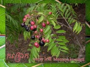 Kantrok feuilles Murraya -curry koenigii 